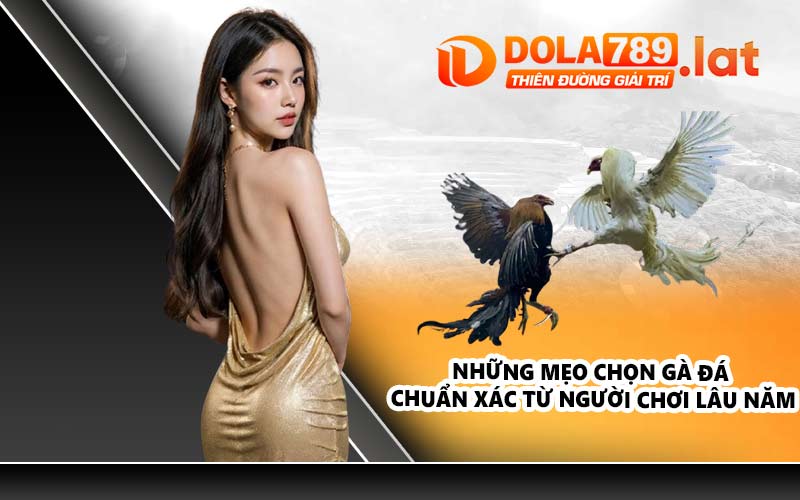 Những mẹo chọn gà đá chuẩn xác từ người chơi lâu năm