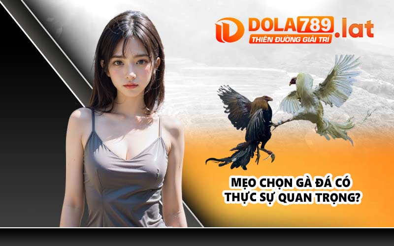 Mẹo chọn gà đá có thực sự quan trọng?